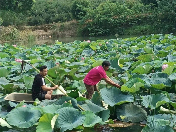 基地蓮花